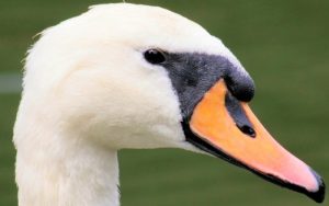 Female swan eye 800-500